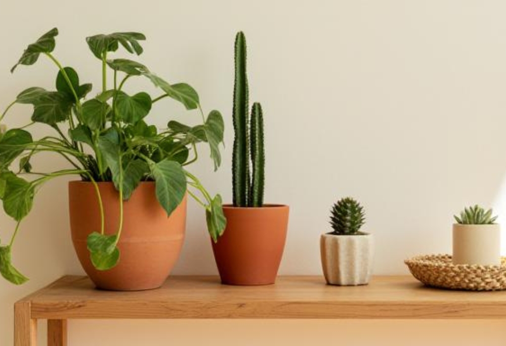 A wooden shelf with a trailing pothos in a clay pot, a snake plant in a terracotta planter, and small succulents in stone pots beside a woven basket